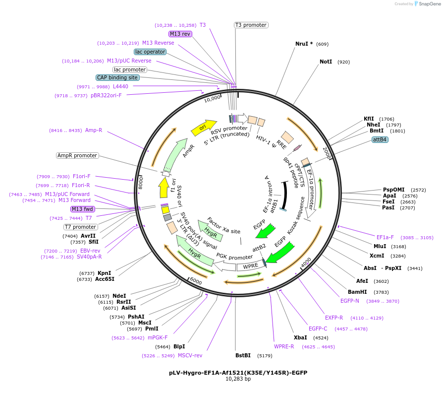 196235-plasmid-map-sequence-id-398124