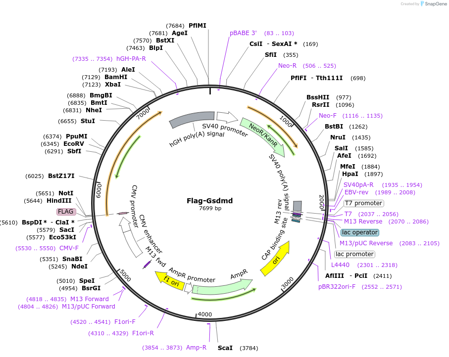 80950-plasmid-map-sequence-id-398125