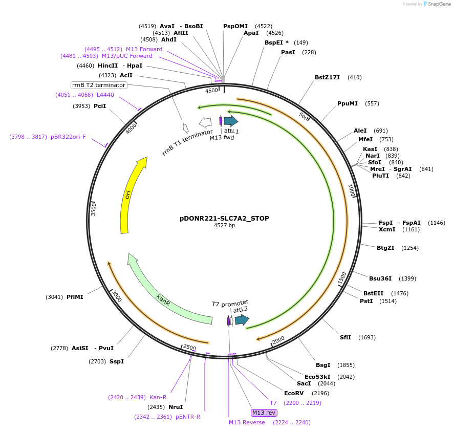 161103-plasmid-map-sequence-id-398132