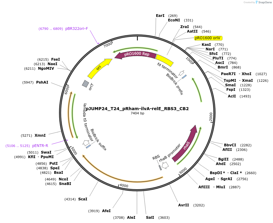 201533-plasmid-map-sequence-id-398133