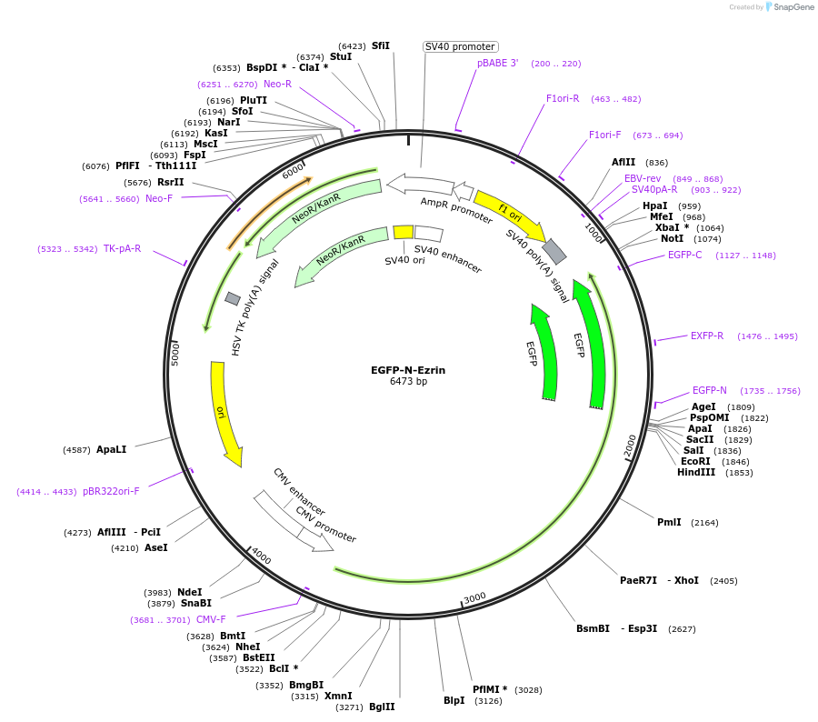 202684-plasmid-map-sequence-id-398136