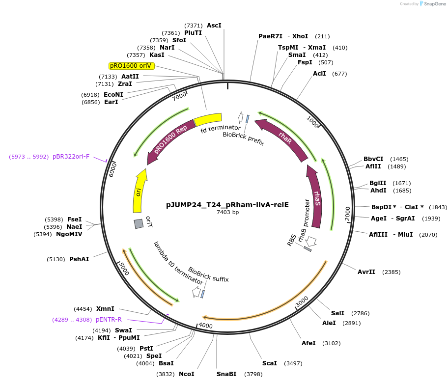 201531-plasmid-map-sequence-id-398137