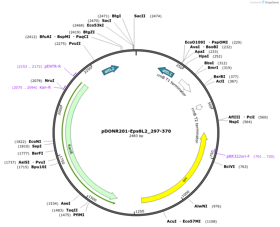 196529-plasmid-map-sequence-id-398138