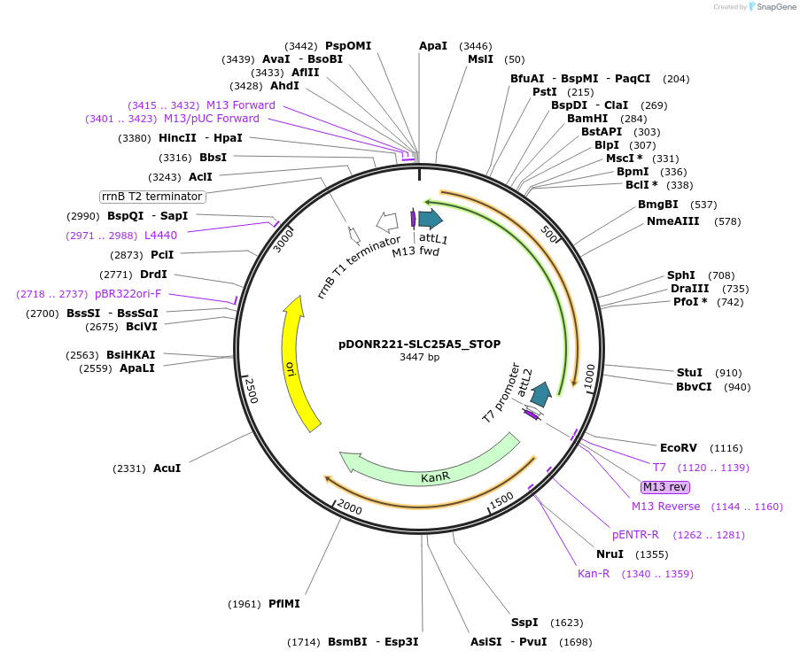 161173-plasmid-map-sequence-id-398139