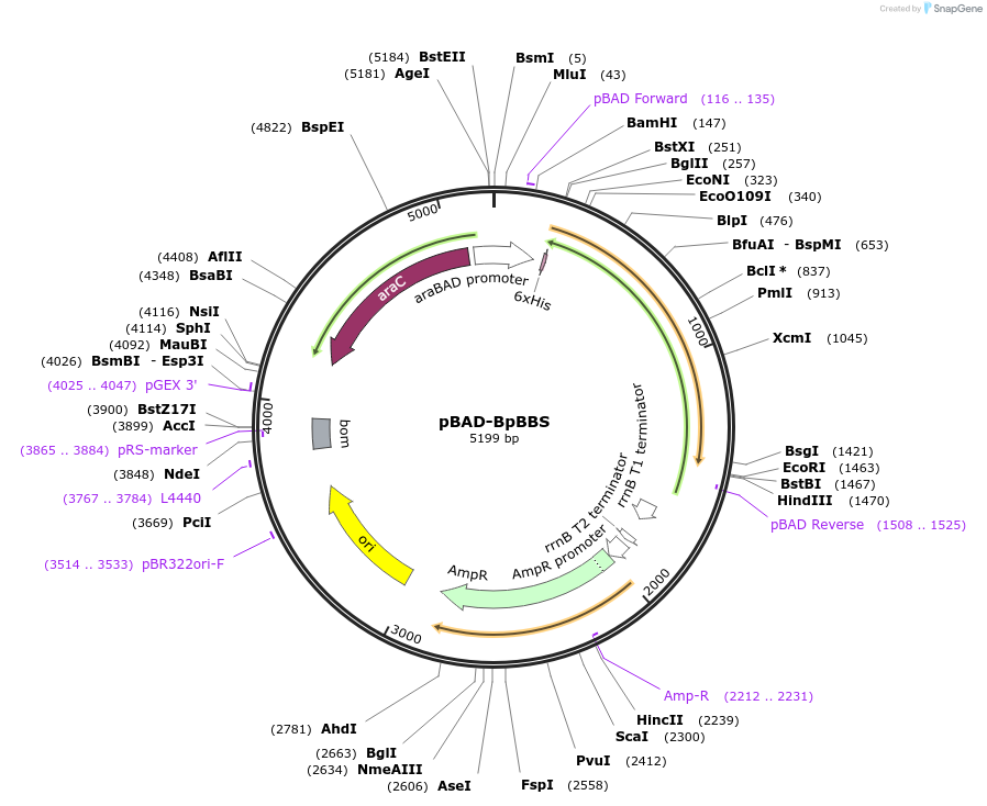 199467-plasmid-map-sequence-id-398140