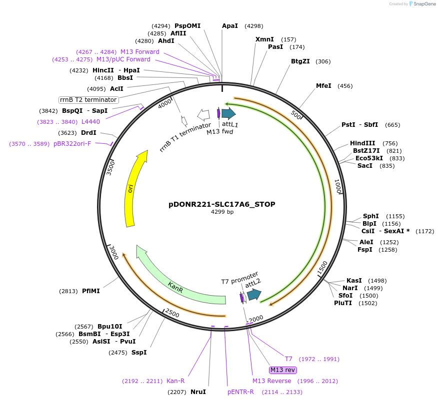 161114-plasmid-map-sequence-id-398141