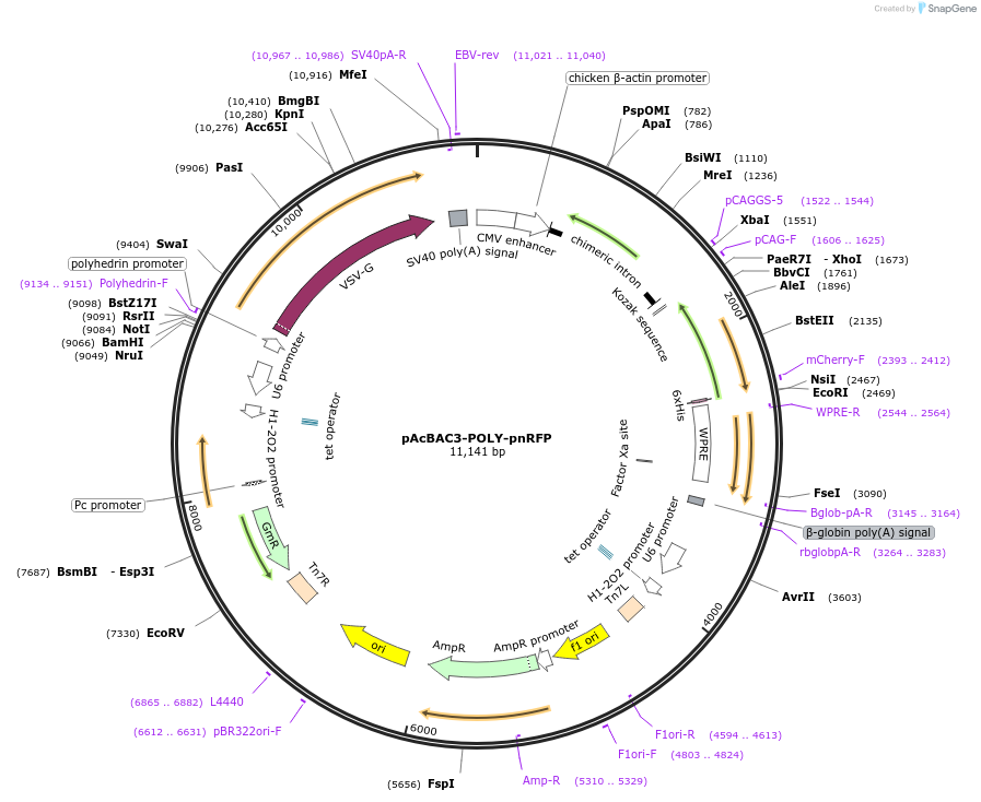 201680-plasmid-map-sequence-id-398142