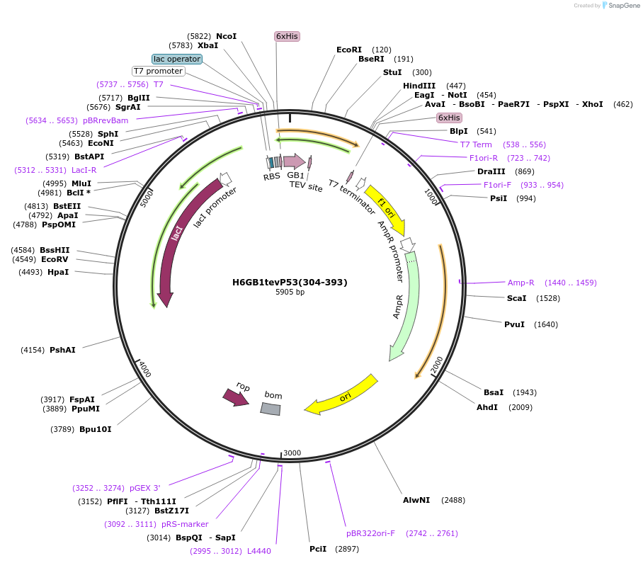200313-plasmid-map-sequence-id-398143