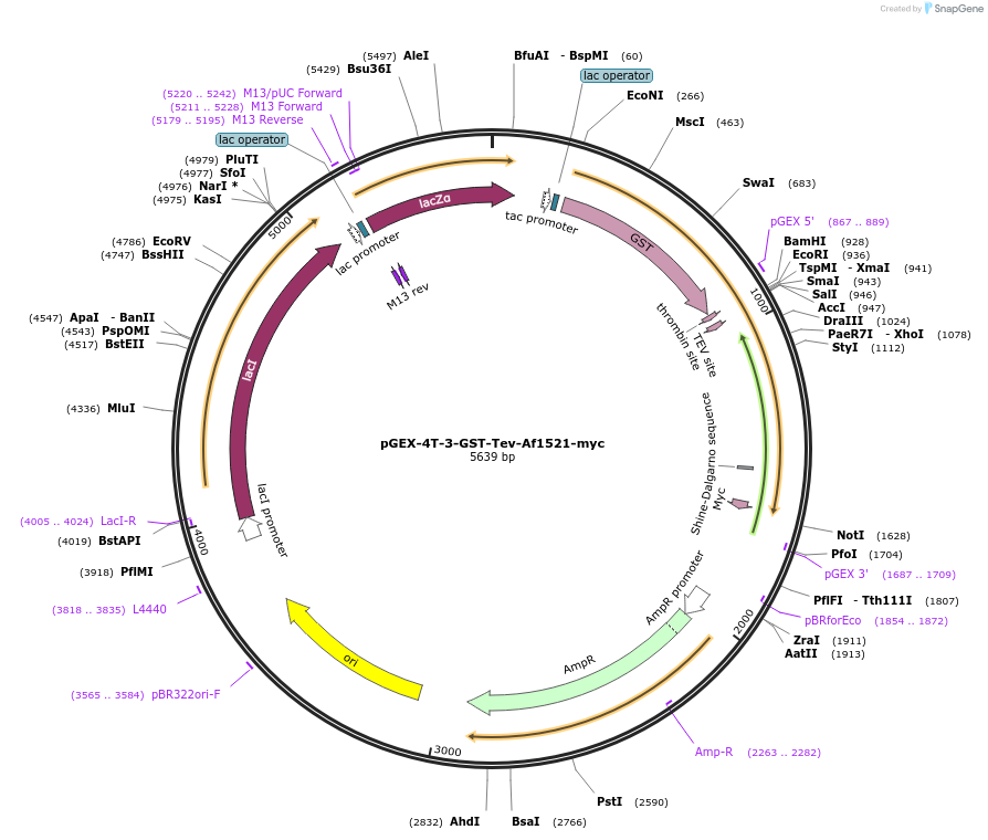196239-plasmid-map-sequence-id-398149