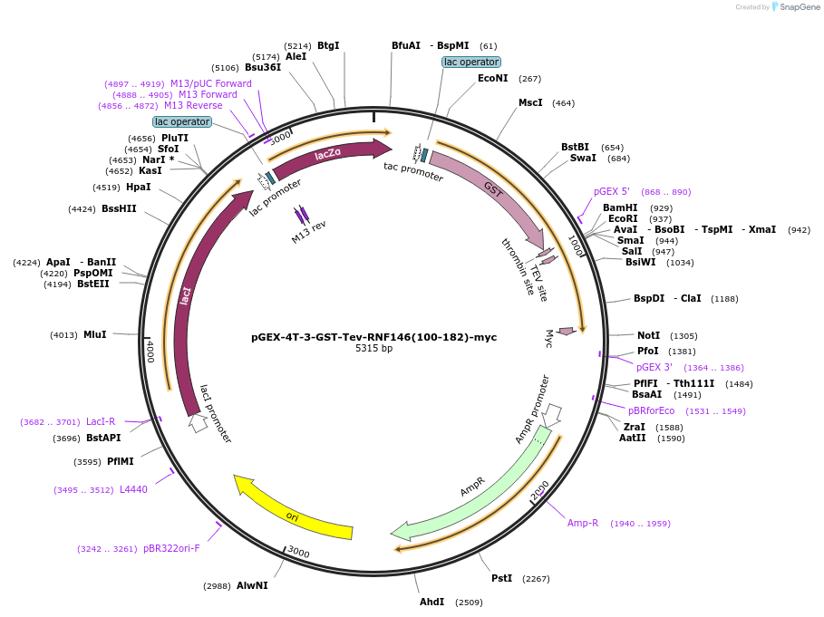 196240-plasmid-map-sequence-id-398153