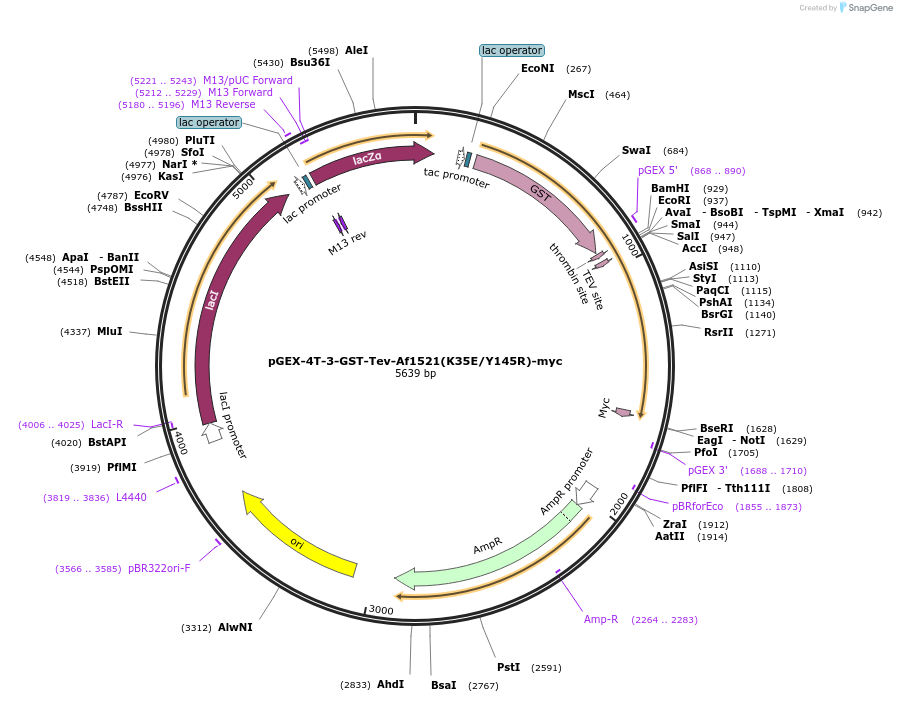 196241-plasmid-map-sequence-id-398155