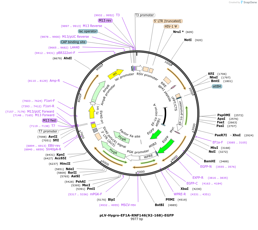 196228-plasmid-map-sequence-id-398159