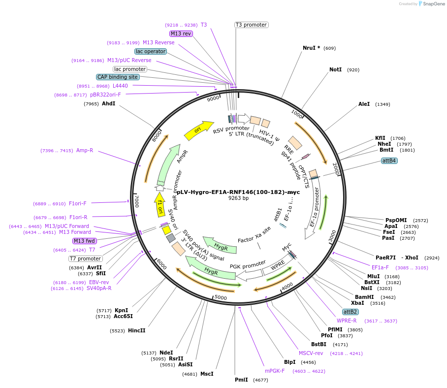 196236-plasmid-map-sequence-id-398166