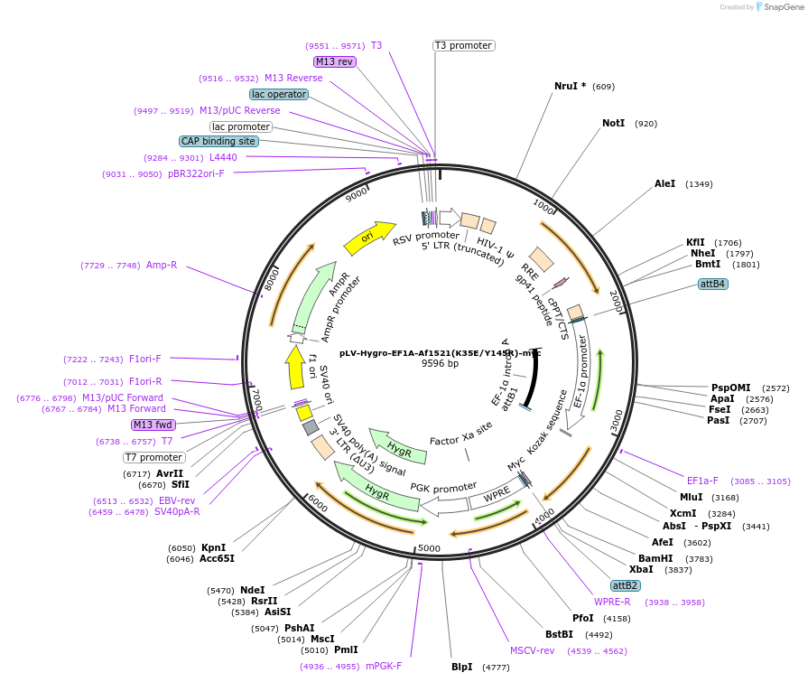 196237-plasmid-map-sequence-id-398172