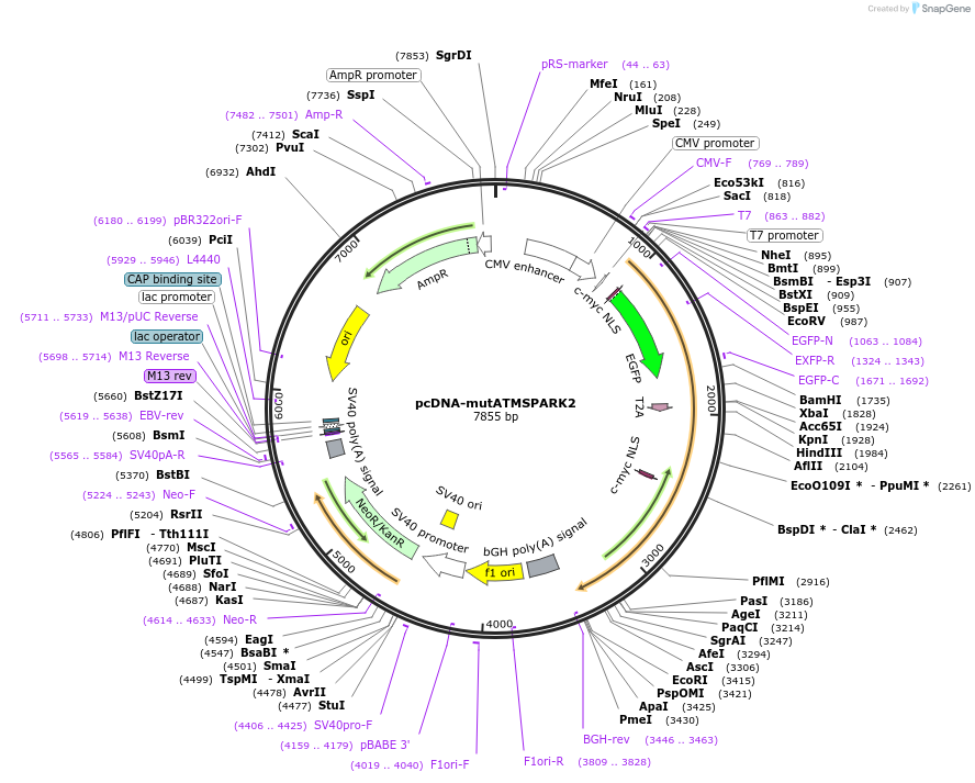 195248-plasmid-map-sequence-id-398227
