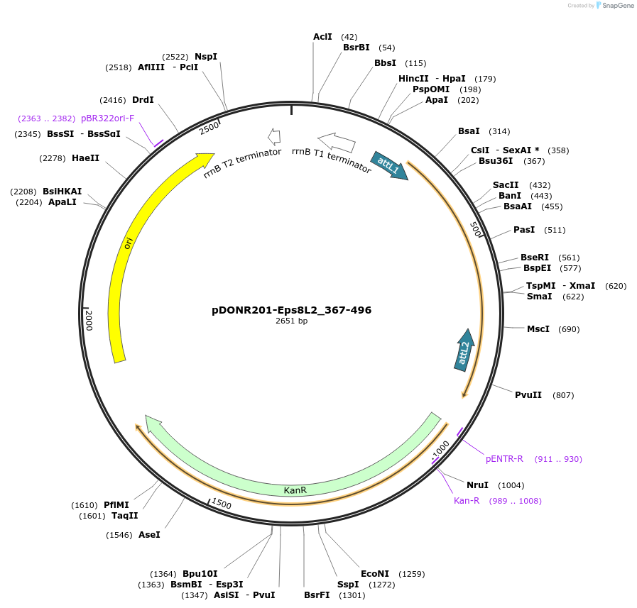 196530-plasmid-map-sequence-id-398243