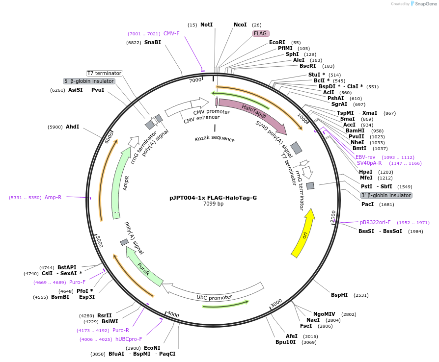 202495-plasmid-map-sequence-id-398255