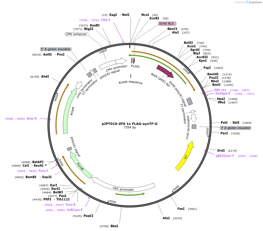 202500-plasmid-map-sequence-id-398262