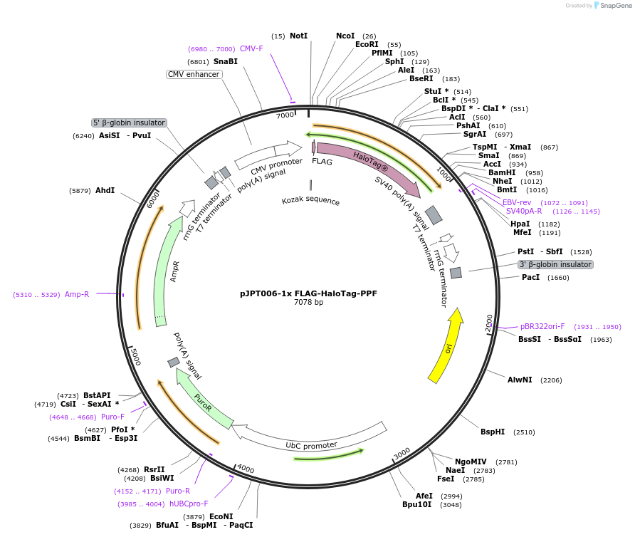 202496-plasmid-map-sequence-id-398263