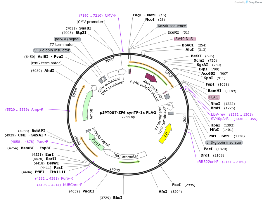 202497-plasmid-map-sequence-id-398264
