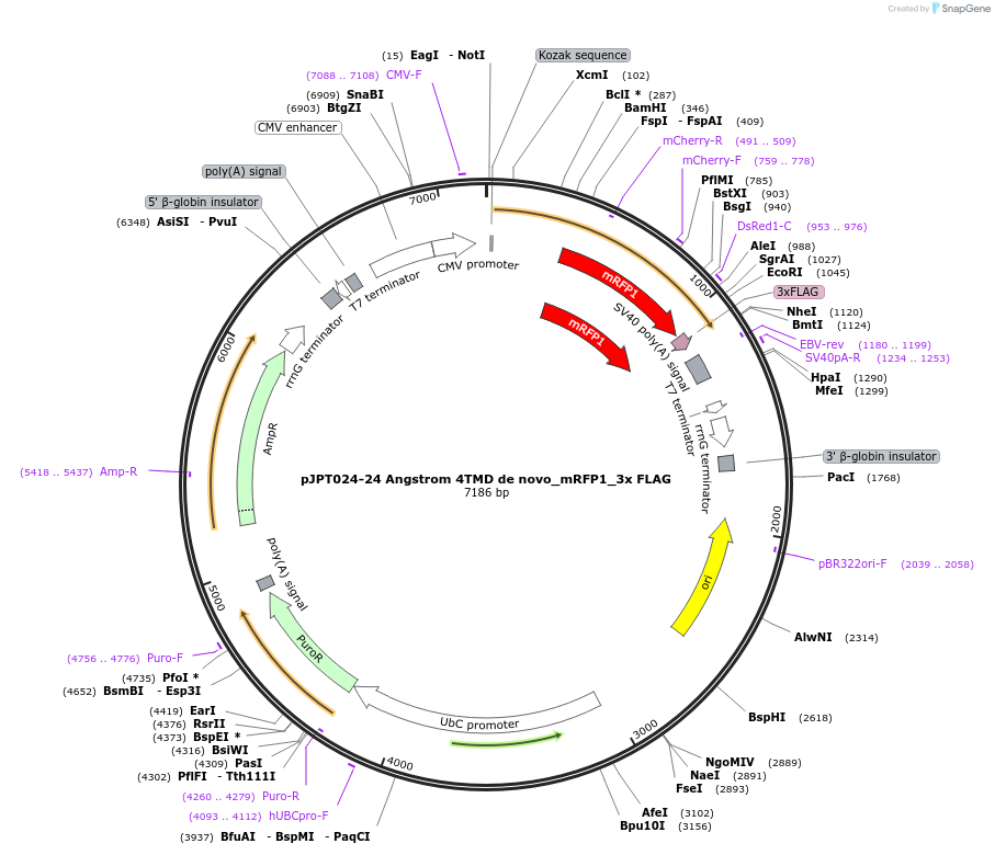 202506-plasmid-map-sequence-id-398267
