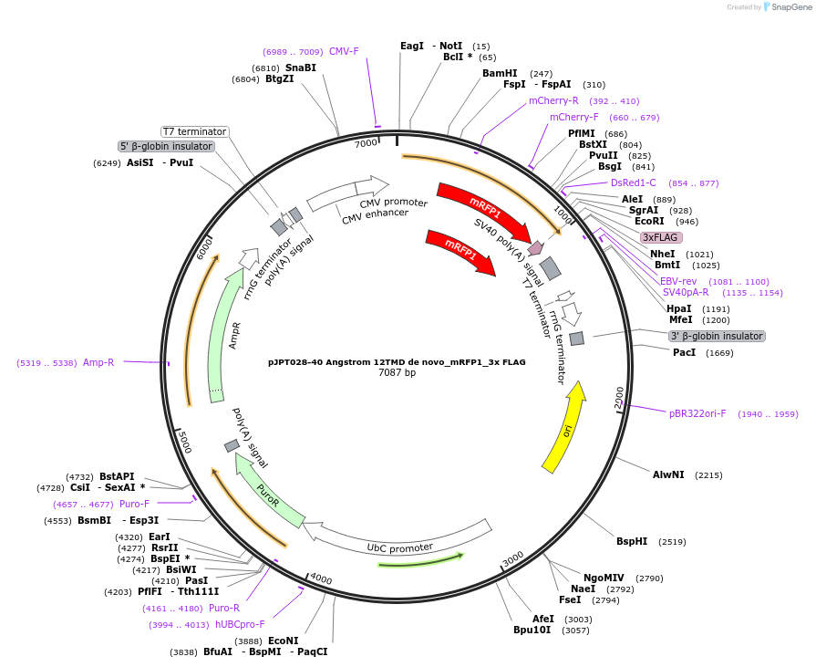 202510-plasmid-map-sequence-id-398270