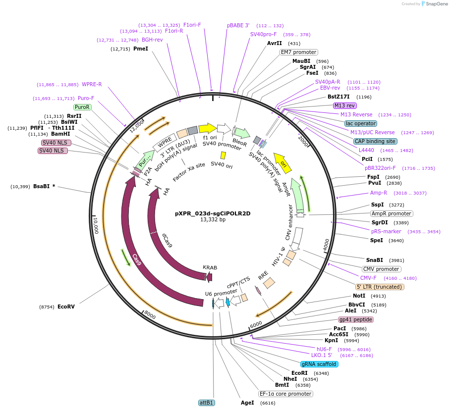 202445-plasmid-map-sequence-id-398276