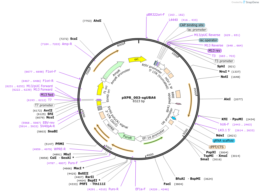 202440-plasmid-map-sequence-id-398280