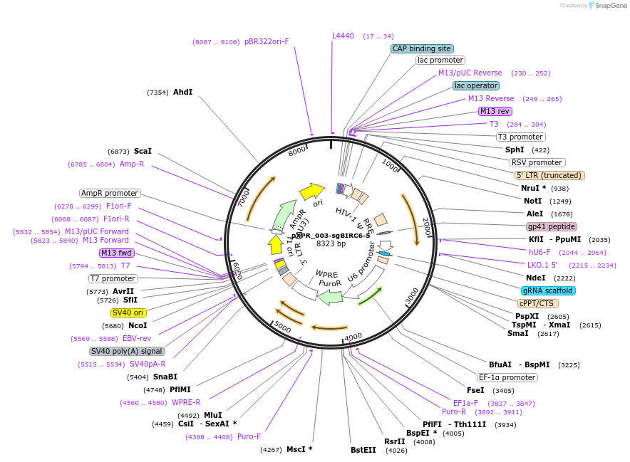 202439-plasmid-map-sequence-id-398285
