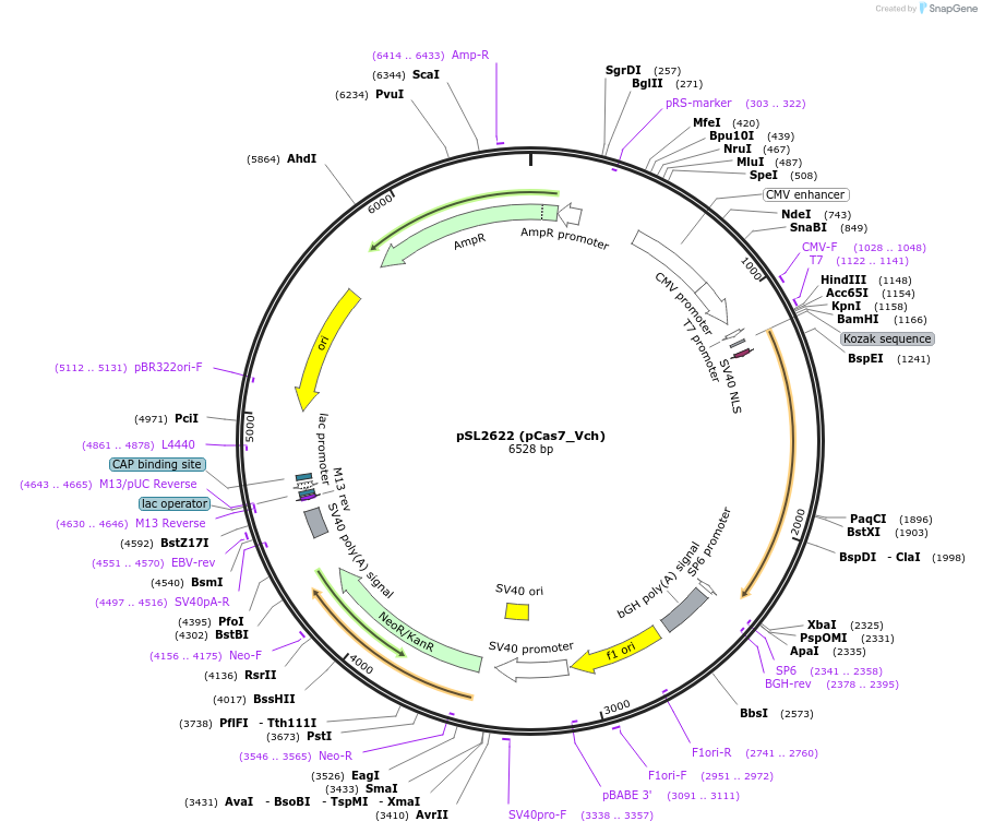200894-plasmid-map-sequence-id-398288