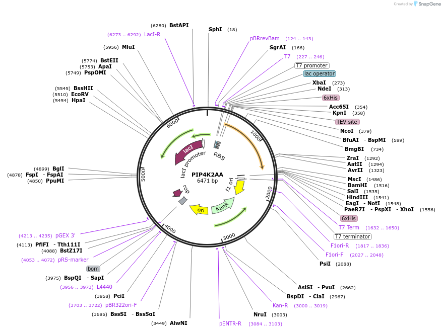 42494-plasmid-map-sequence-id-398289