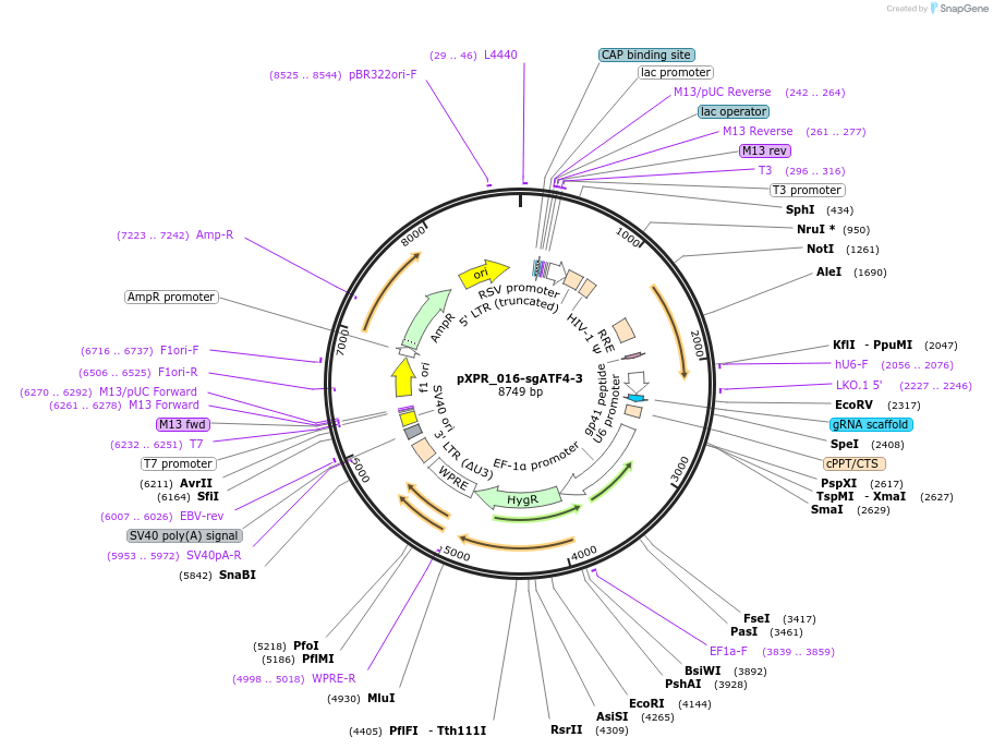 202456-plasmid-map-sequence-id-398290