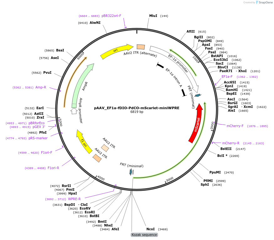 198515-plasmid-map-sequence-id-398292