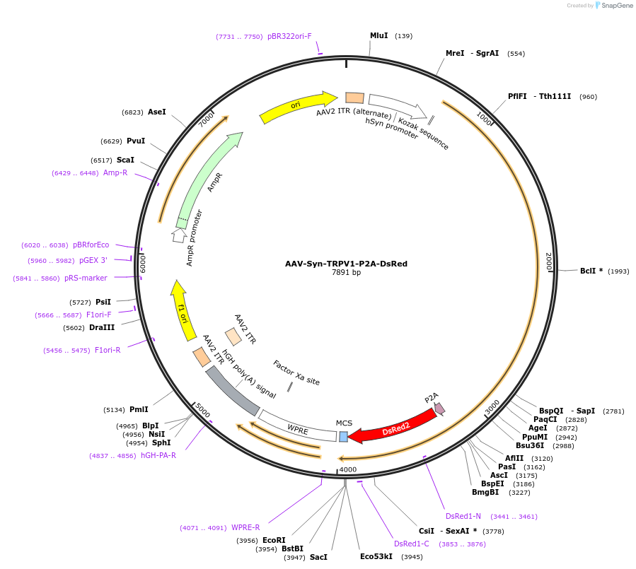 200830-plasmid-map-sequence-id-398422