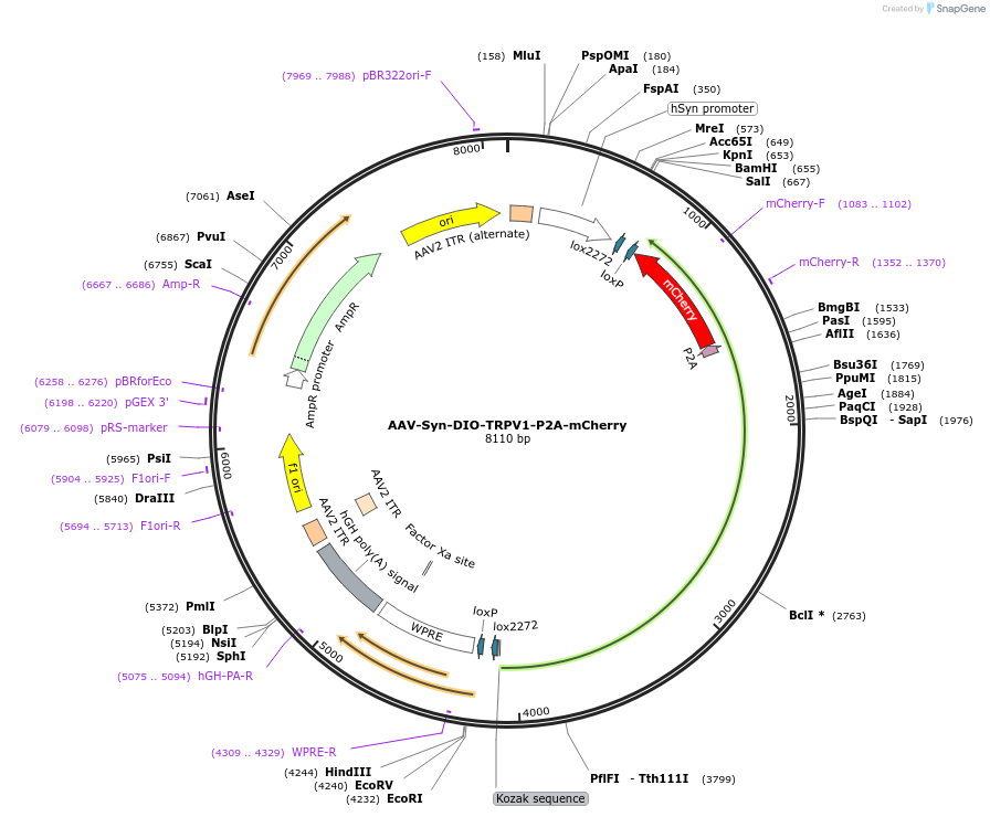 200831-plasmid-map-sequence-id-398423