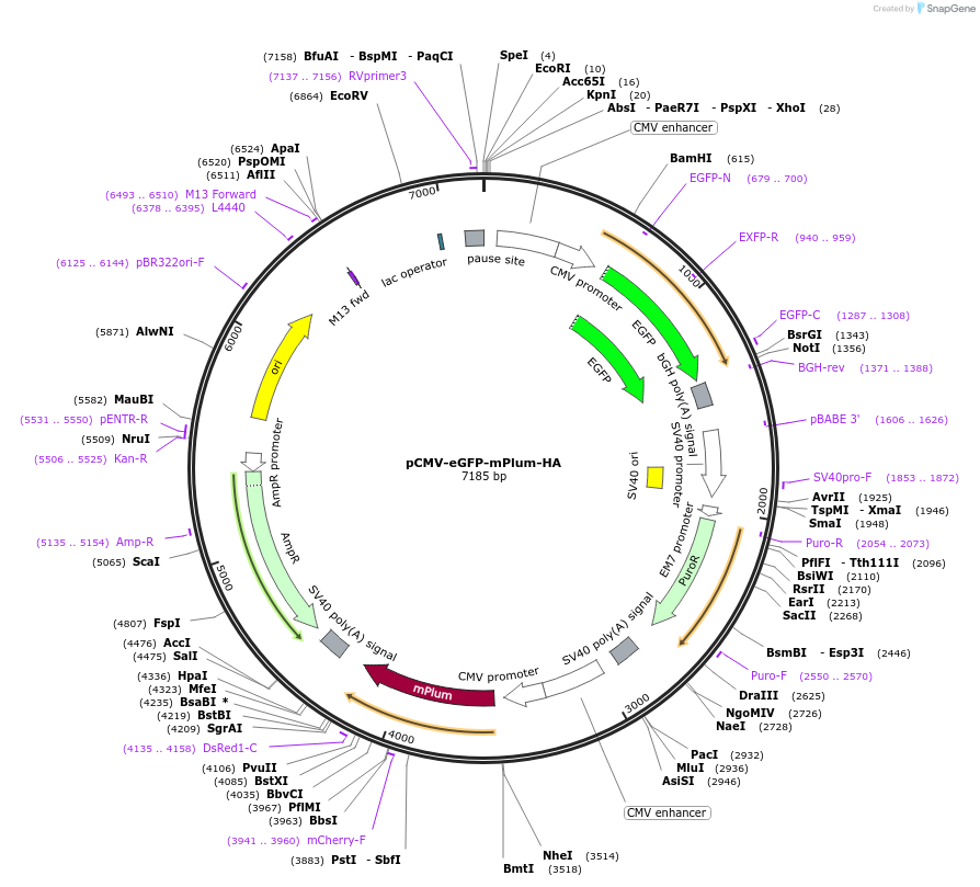 200009-plasmid-map-sequence-id-398431