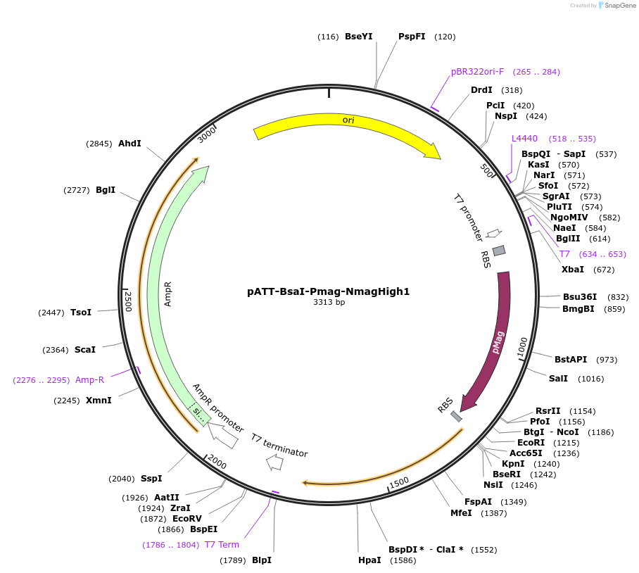 202713-plasmid-map-sequence-id-398434