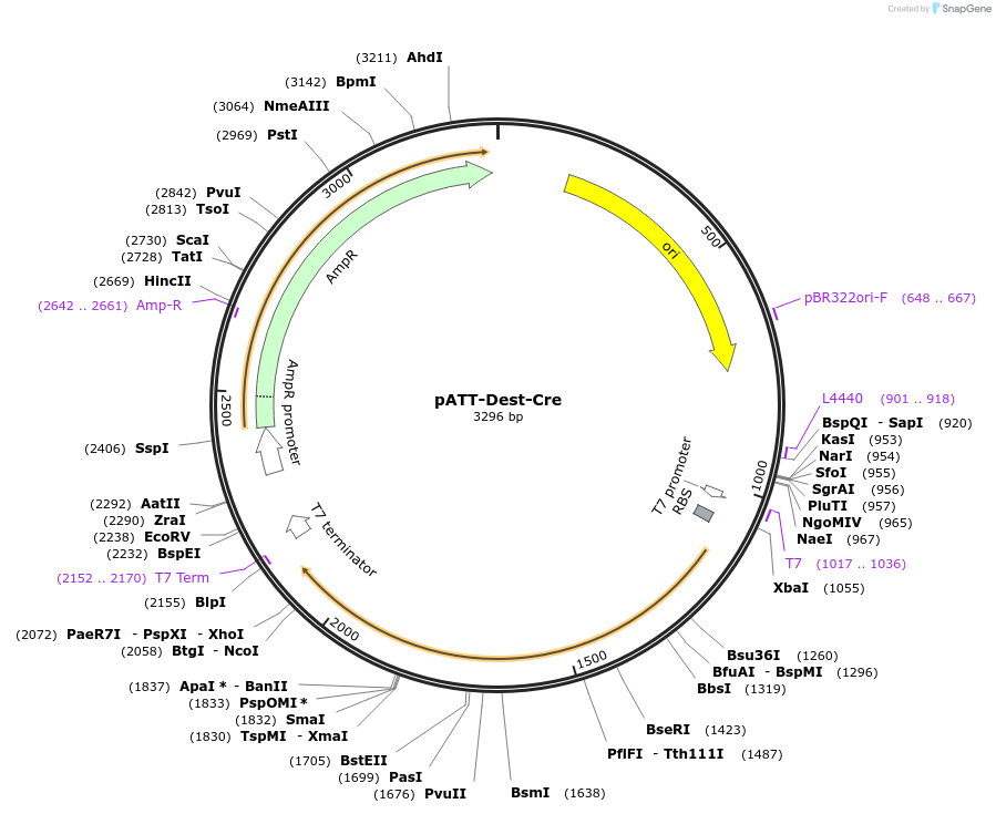 202714-plasmid-map-sequence-id-398436