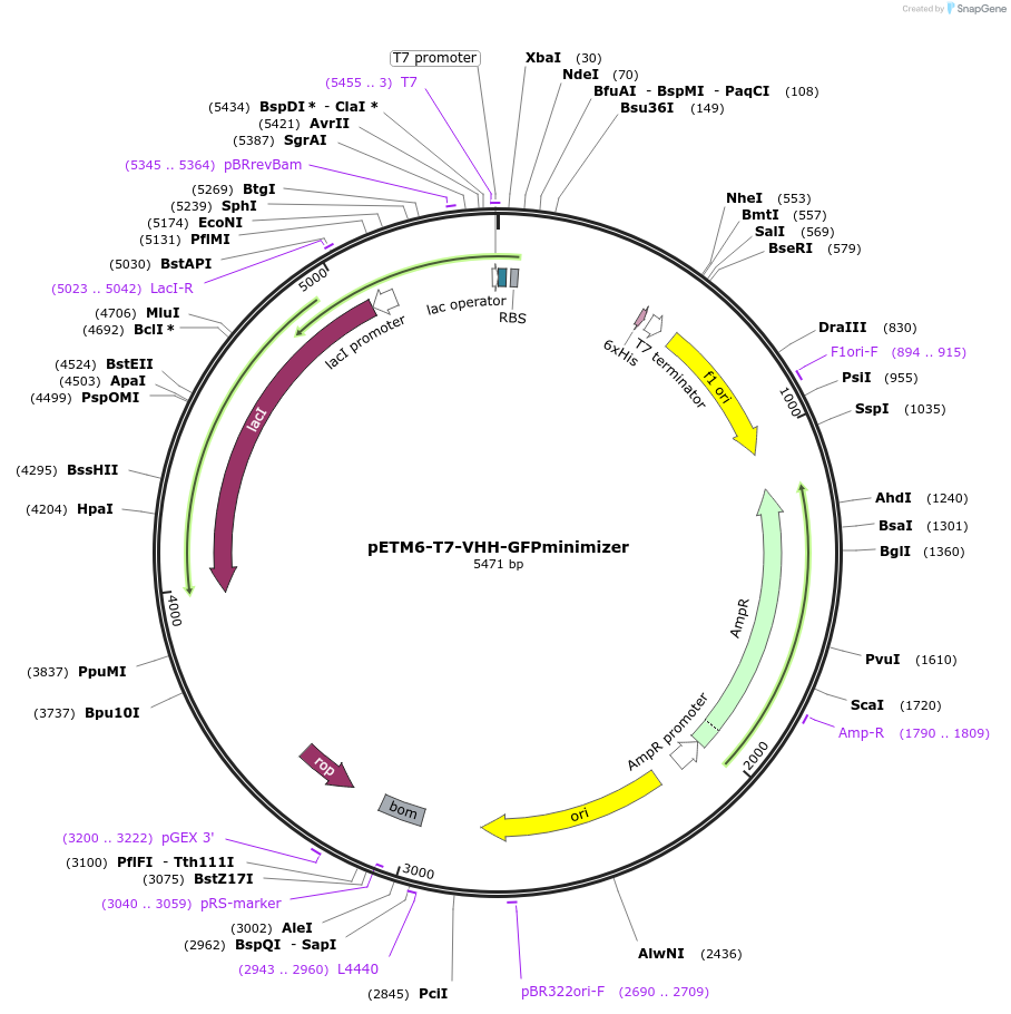 202488-plasmid-map-sequence-id-398441