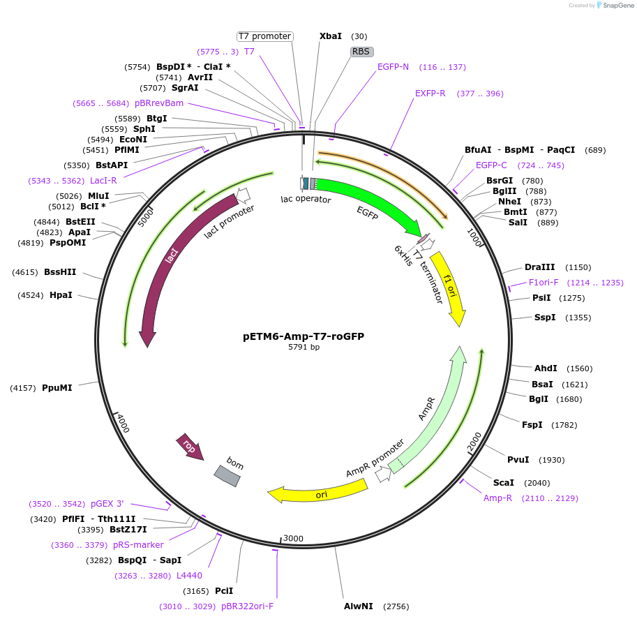 202464-plasmid-map-sequence-id-398444