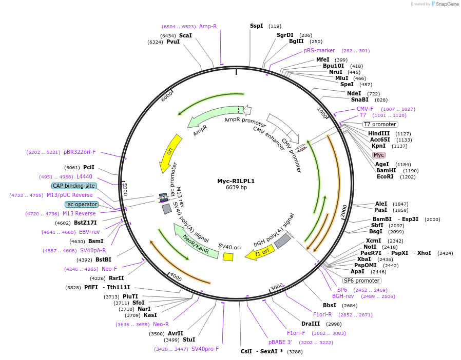 201470-plasmid-map-sequence-id-398445