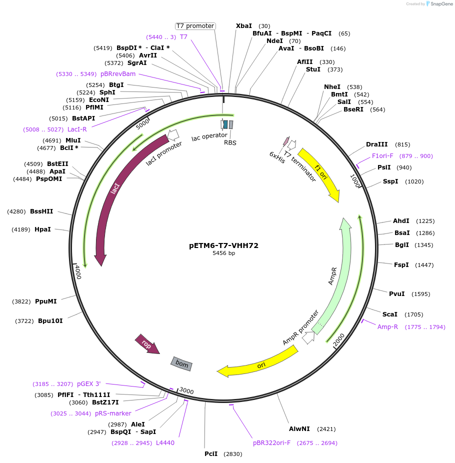 202487-plasmid-map-sequence-id-398446