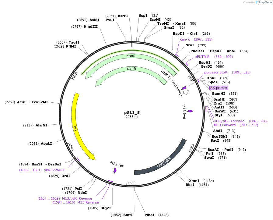 199037-plasmid-map-sequence-id-398469