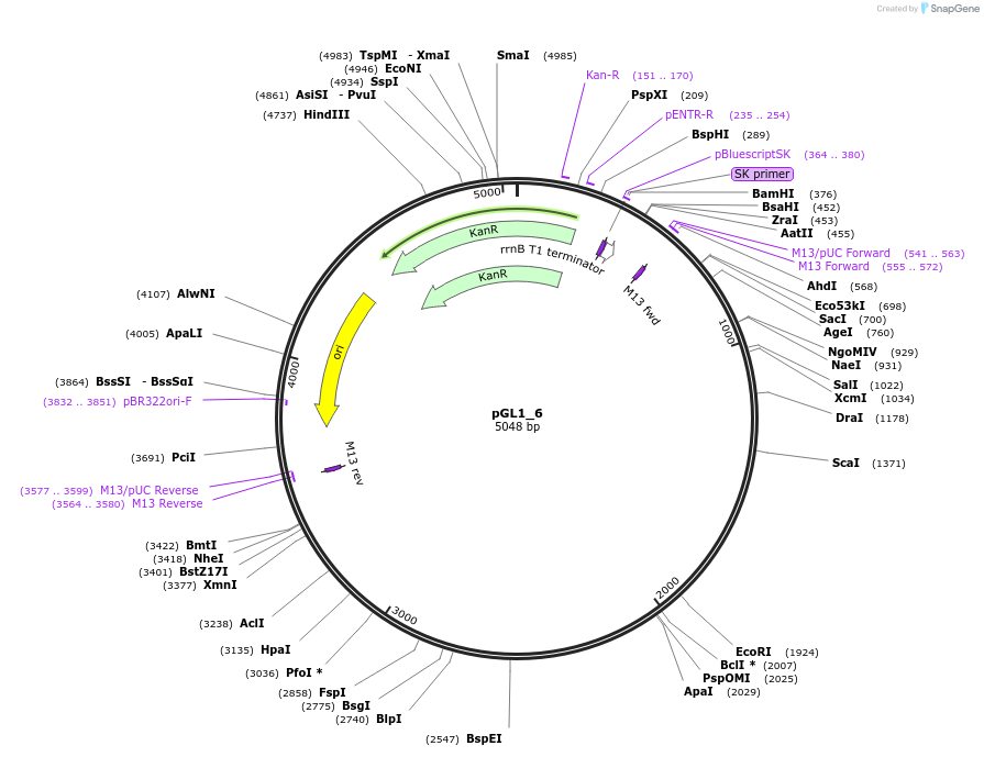 199038-plasmid-map-sequence-id-398470