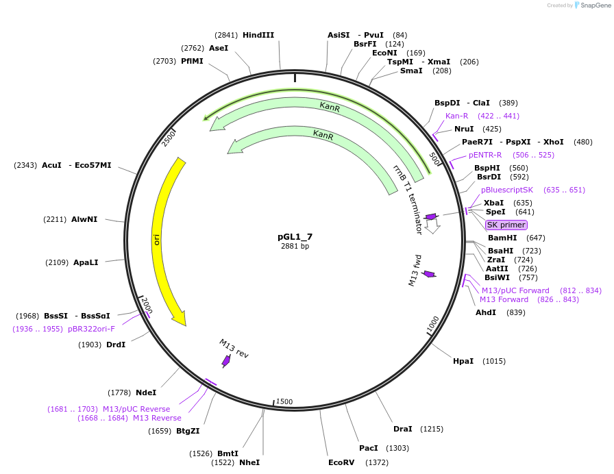 199039-plasmid-map-sequence-id-398473
