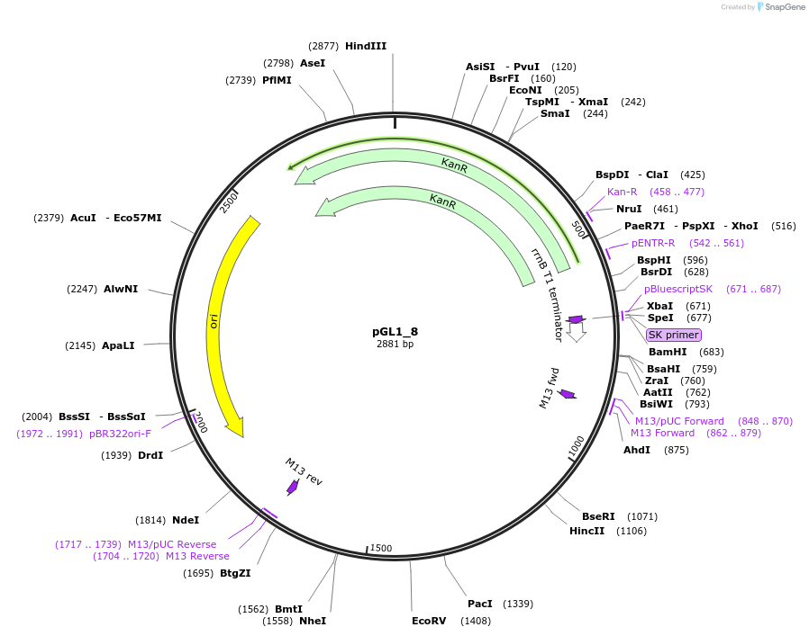 199040-plasmid-map-sequence-id-398477