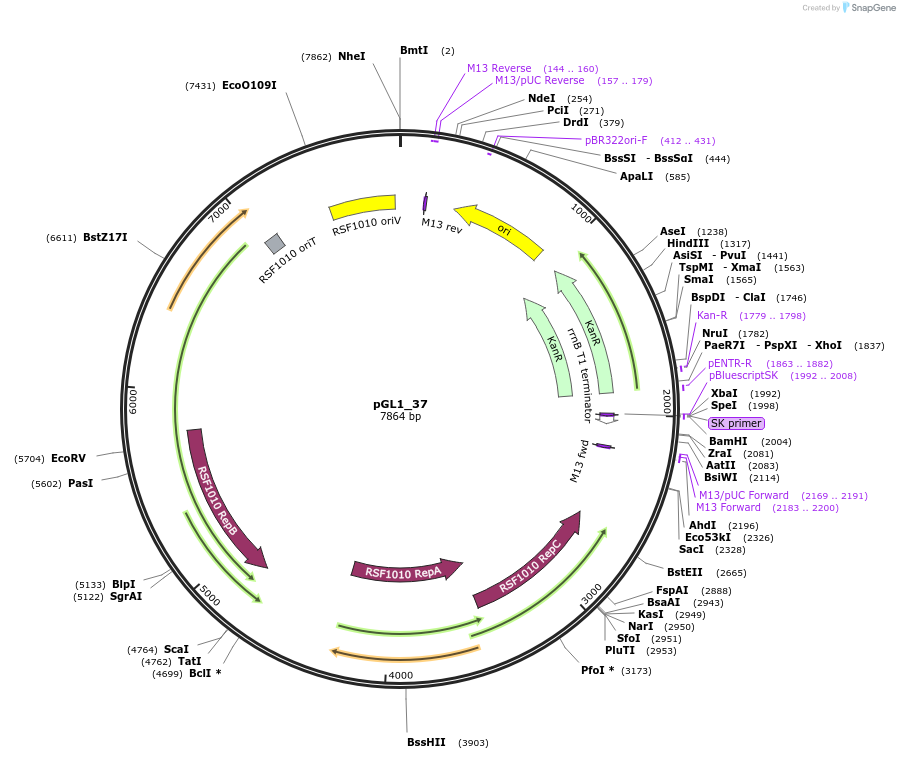 199044-plasmid-map-sequence-id-398484