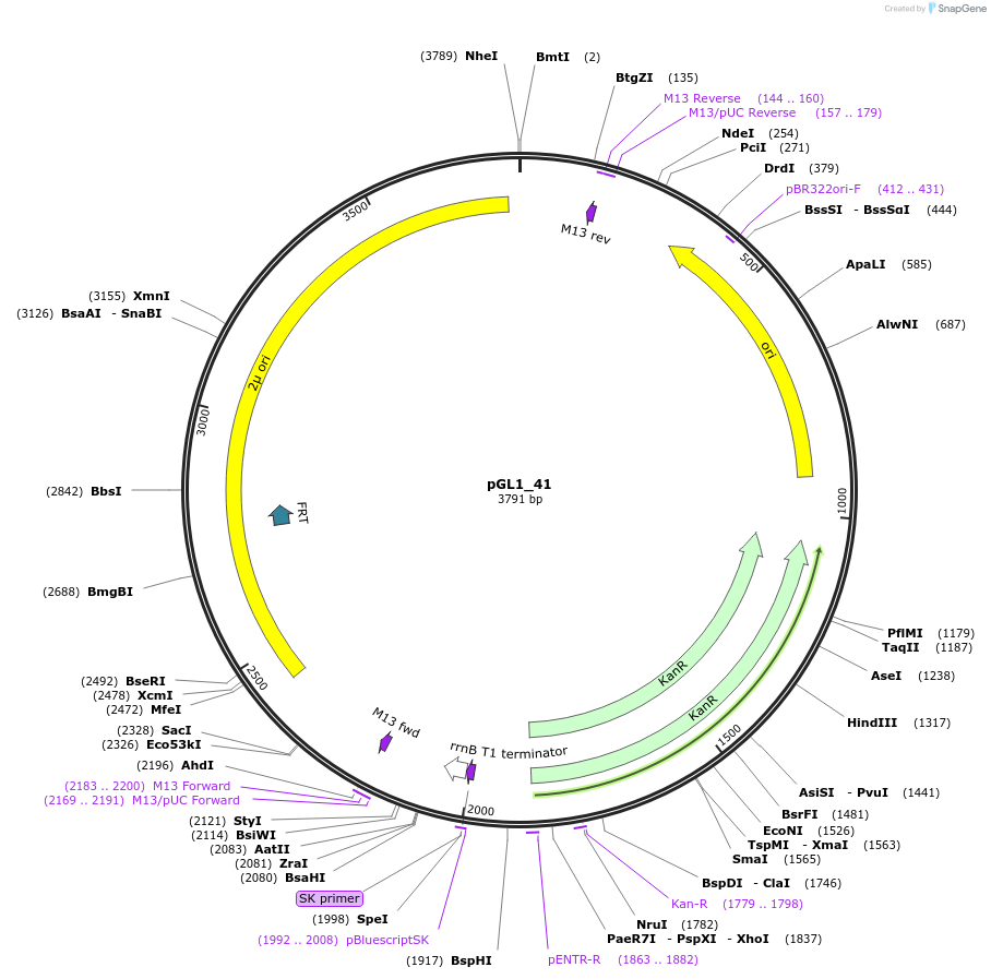 199048-plasmid-map-sequence-id-398491