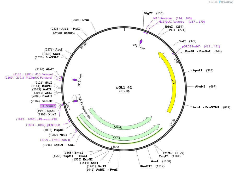 199049-plasmid-map-sequence-id-398494