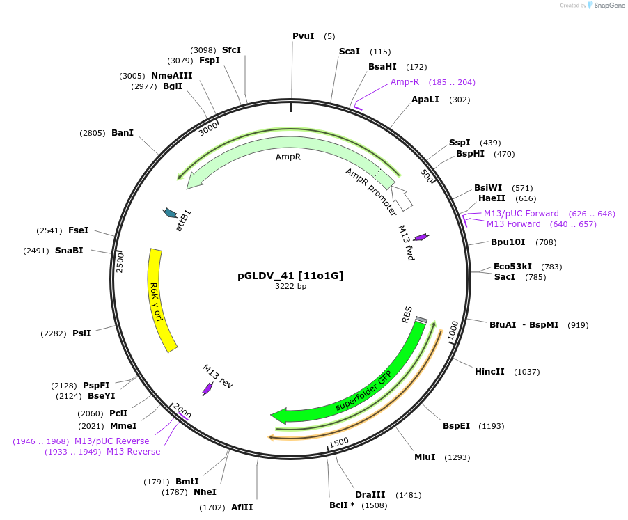199070-plasmid-map-sequence-id-398498